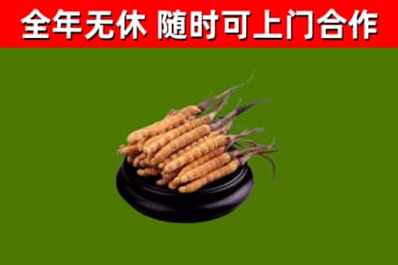 信阳回收冬虫夏草