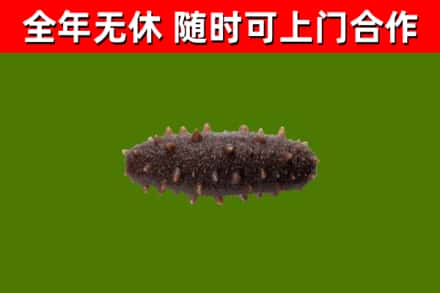信阳回收海参干